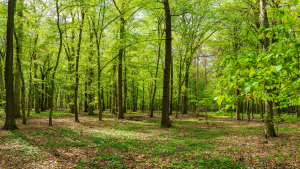green forest